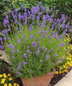 Garden Goods Direct Perennials Phenomenal Lavender