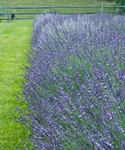 Garden Goods Direct Perennials Phenomenal Lavender