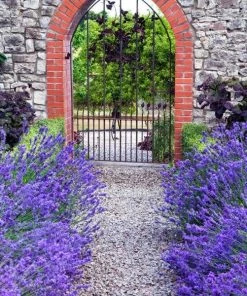 Garden Goods Direct Perennials Lavender Munstead