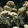 Garden Goods Direct Leatherleaf Viburnum Shrubs