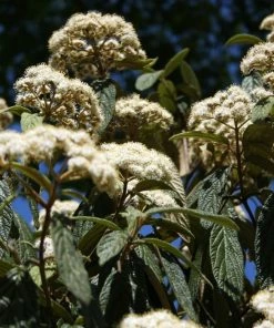 Garden Goods Direct Leatherleaf Viburnum Shrubs