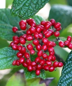Garden Goods Direct Leatherleaf Viburnum Shrubs