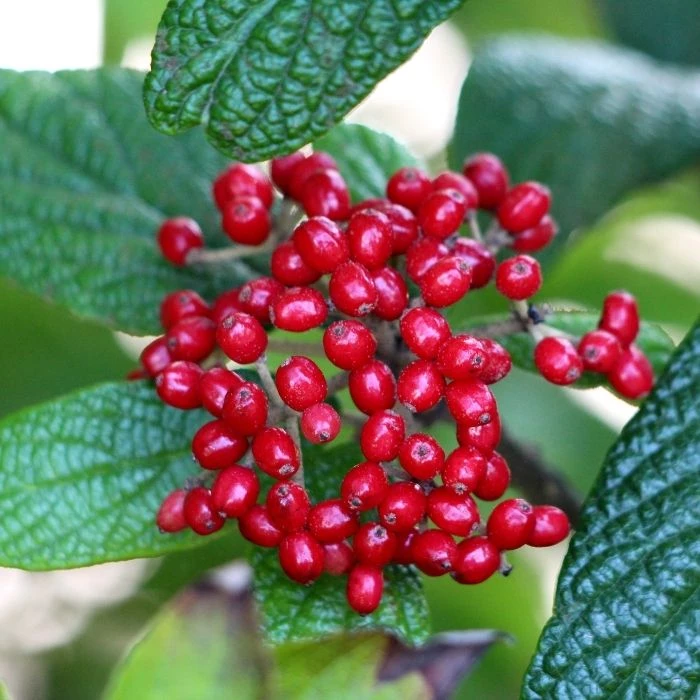 Garden Goods Direct Leatherleaf Viburnum Shrubs 2 Garden Goods Direct Leatherleaf Viburnum Shrubs