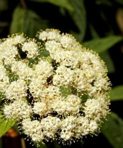 Garden Goods Direct Leatherleaf Viburnum Shrubs 6 Garden Goods Direct Leatherleaf Viburnum Shrubs