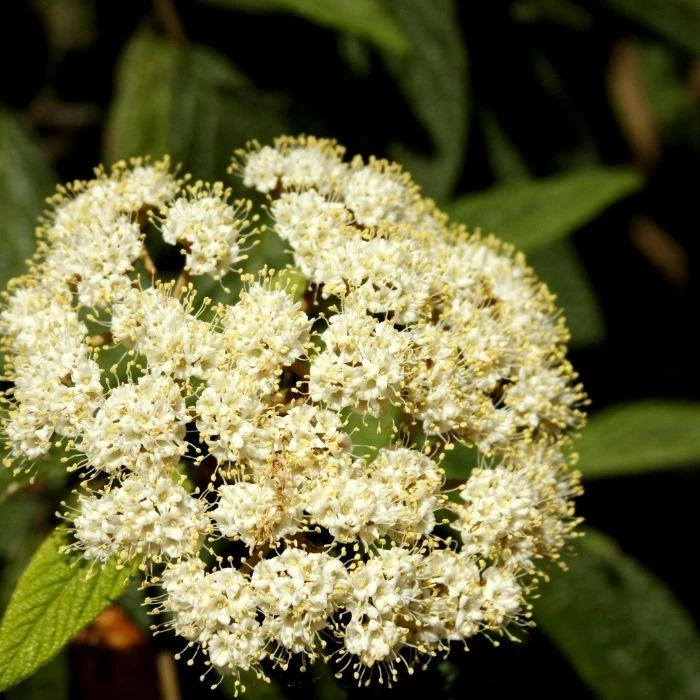 Garden Goods Direct Leatherleaf Viburnum Shrubs 3 Garden Goods Direct Leatherleaf Viburnum Shrubs
