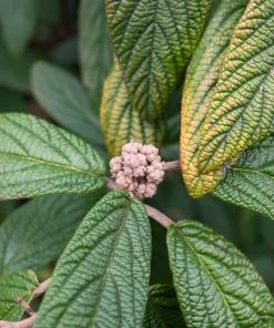 Garden Goods Direct Leatherleaf Viburnum Shrubs 7 Garden Goods Direct Leatherleaf Viburnum Shrubs