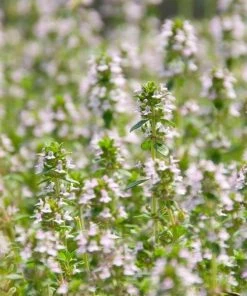 Garden Goods Direct Lemon Thyme Perennials