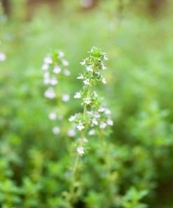 Garden Goods Direct Lemon Thyme Perennials