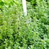Garden Goods Direct Lemon Thyme Perennials