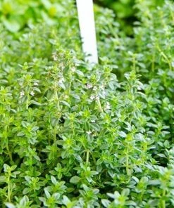 Garden Goods Direct Lemon Thyme Perennials