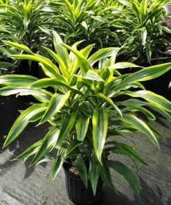 Garden Goods Direct Dracaena Lemon Lime House Plants