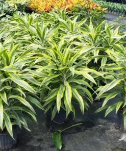Garden Goods Direct Dracaena Lemon Lime House Plants