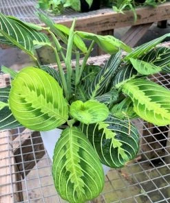Garden Goods Direct House Plants Lemon Lime Maranta