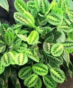 Garden Goods Direct House Plants Lemon Lime Maranta