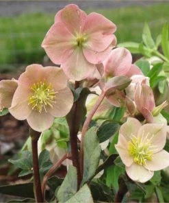 Garden Goods Direct Perennials Helleborus Cinnamon Snow 7 Garden Goods Direct Perennials Helleborus Cinnamon Snow