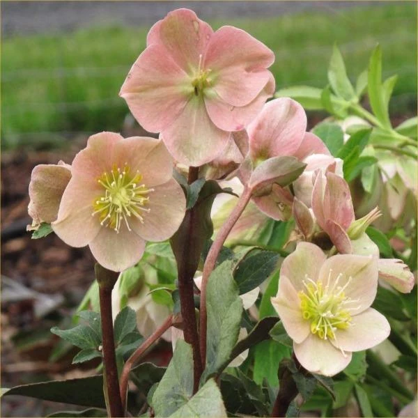 Garden Goods Direct Perennials Helleborus Cinnamon Snow 3 Garden Goods Direct Perennials Helleborus Cinnamon Snow
