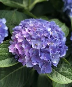 Garden Goods Direct Proven Winners® Color Choice® Let's Dance® Blue Jangles® Hydrangea Shrubs 7 Garden Goods Direct Proven Winners® Color Choice® Let's Dance® Blue Jangles® Hydrangea Shrubs