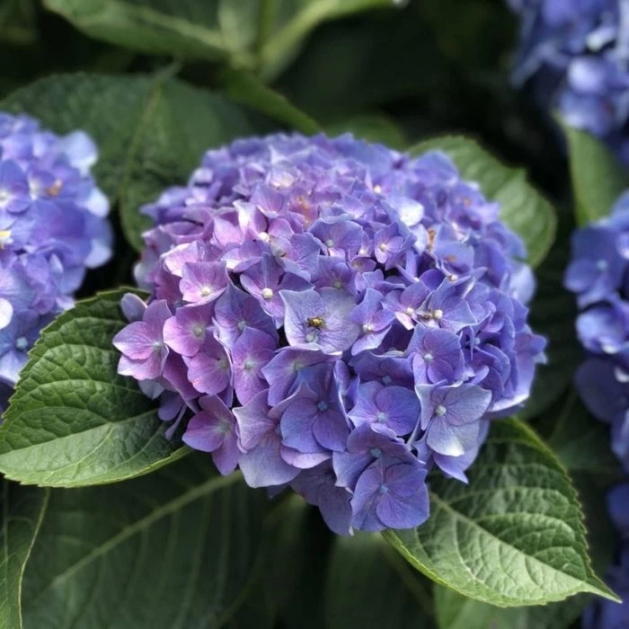 Garden Goods Direct Proven Winners® Color Choice® Let's Dance® Blue Jangles® Hydrangea Shrubs 4 Garden Goods Direct Proven Winners® Color Choice® Let's Dance® Blue Jangles® Hydrangea Shrubs