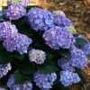 Garden Goods Direct Proven Winners® Color Choice® Let's Dance® Blue Jangles® Hydrangea Shrubs