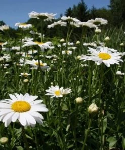 Garden Goods Direct Becky Shasta Daisy Perennials