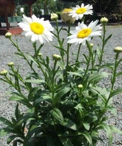 Garden Goods Direct Becky Shasta Daisy Perennials