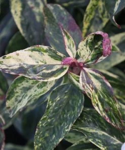 Garden Goods Direct Leucothoe Girard's Rainbow 7 Garden Goods Direct Leucothoe Girard's Rainbow