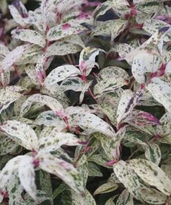 Garden Goods Direct Leucothoe Girard's Rainbow 6 Garden Goods Direct Leucothoe Girard's Rainbow