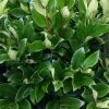 Garden Goods Direct Ligustrum Davidsons Hardy
