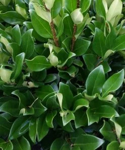 Garden Goods Direct Ligustrum Davidsons Hardy