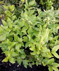 Garden Goods Direct Wavy Leaf Privet Ligustrum Shrubs