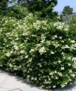 Garden Goods Direct Wavy Leaf Privet Ligustrum Shrubs