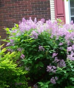 Garden Goods Direct Shrubs Lilac Miss Kim