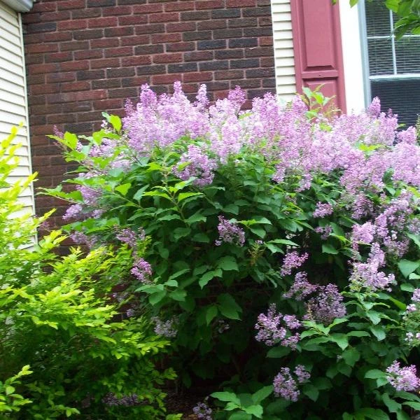 Garden Goods Direct Shrubs Lilac Miss Kim 2 Garden Goods Direct Shrubs Lilac Miss Kim