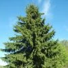 Garden Goods Direct Trees Vanderwolf Pine