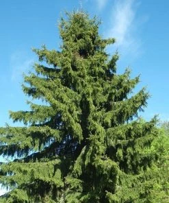 Garden Goods Direct Trees Vanderwolf Pine