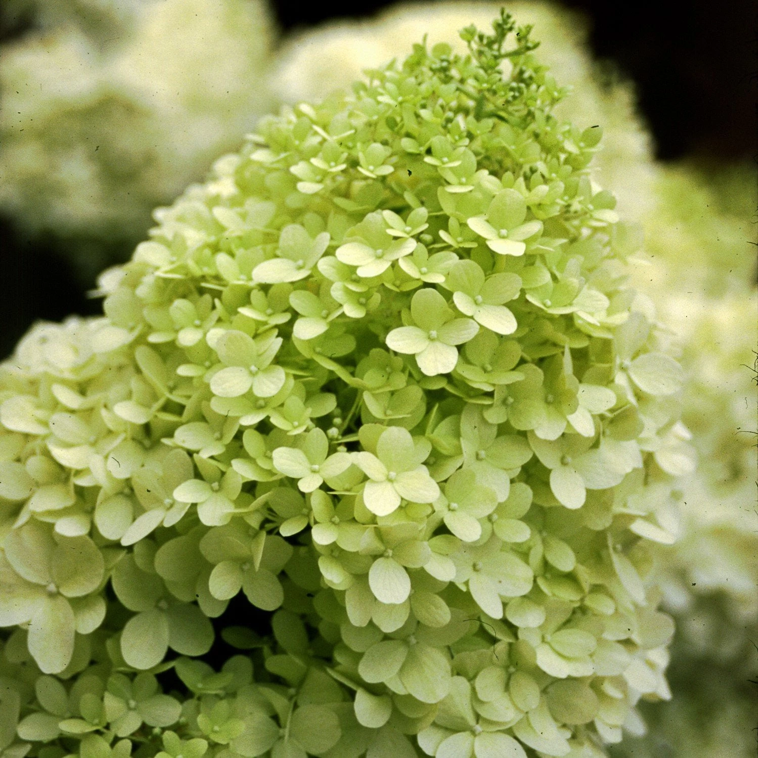 Garden Goods Direct Limelight Hydrangea 2 Garden Goods Direct Limelight Hydrangea