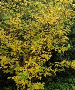 Garden Goods Direct Spicebush Shrubs