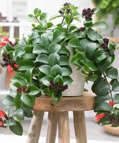 Garden Goods Direct House Plants Mona Lisa Lipstick Plants