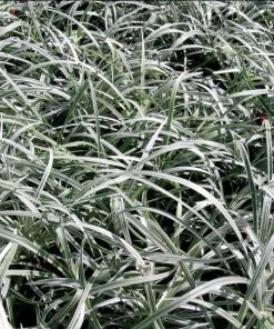 Garden Goods Direct Liriope Silver Dragon