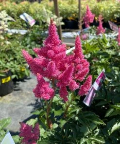 Garden Goods Direct Astilbe Rheinland