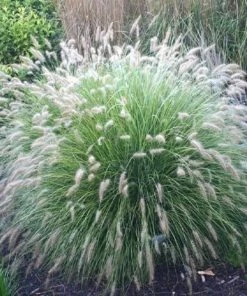 Garden Goods Direct Pennisetum Little Bunny