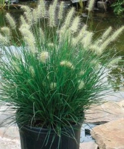 Garden Goods Direct Pennisetum Little Bunny