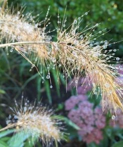 Garden Goods Direct Pennisetum Little Bunny