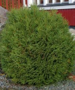 Garden Goods Direct Little Giant Arborvitae