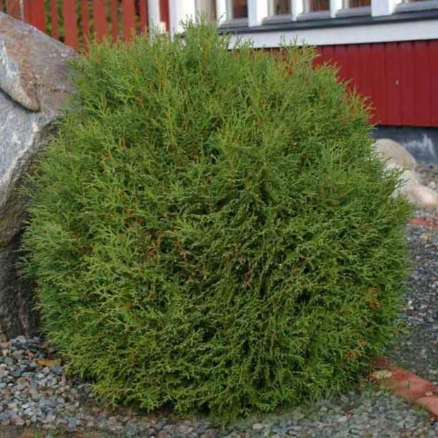 Garden Goods Direct Little Giant Arborvitae 2 Garden Goods Direct Little Giant Arborvitae