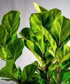 Garden Goods Direct Bambino Fiddle Leaf Fig Tree