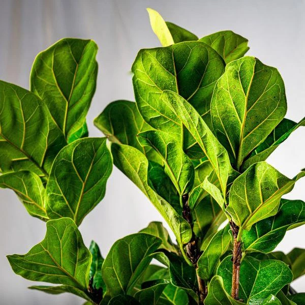 Garden Goods Direct Bambino Fiddle Leaf Fig Tree 2 Garden Goods Direct Bambino Fiddle Leaf Fig Tree