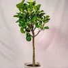 Garden Goods Direct Bambino Fiddle Leaf Fig Tree
