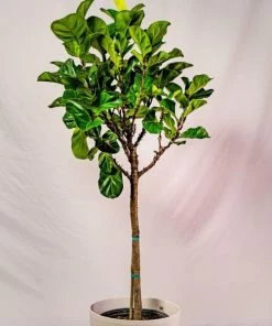 Garden Goods Direct Bambino Fiddle Leaf Fig Tree