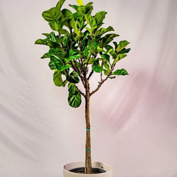 Garden Goods Direct Bambino Fiddle Leaf Fig Tree 1 Garden Goods Direct Bambino Fiddle Leaf Fig Tree